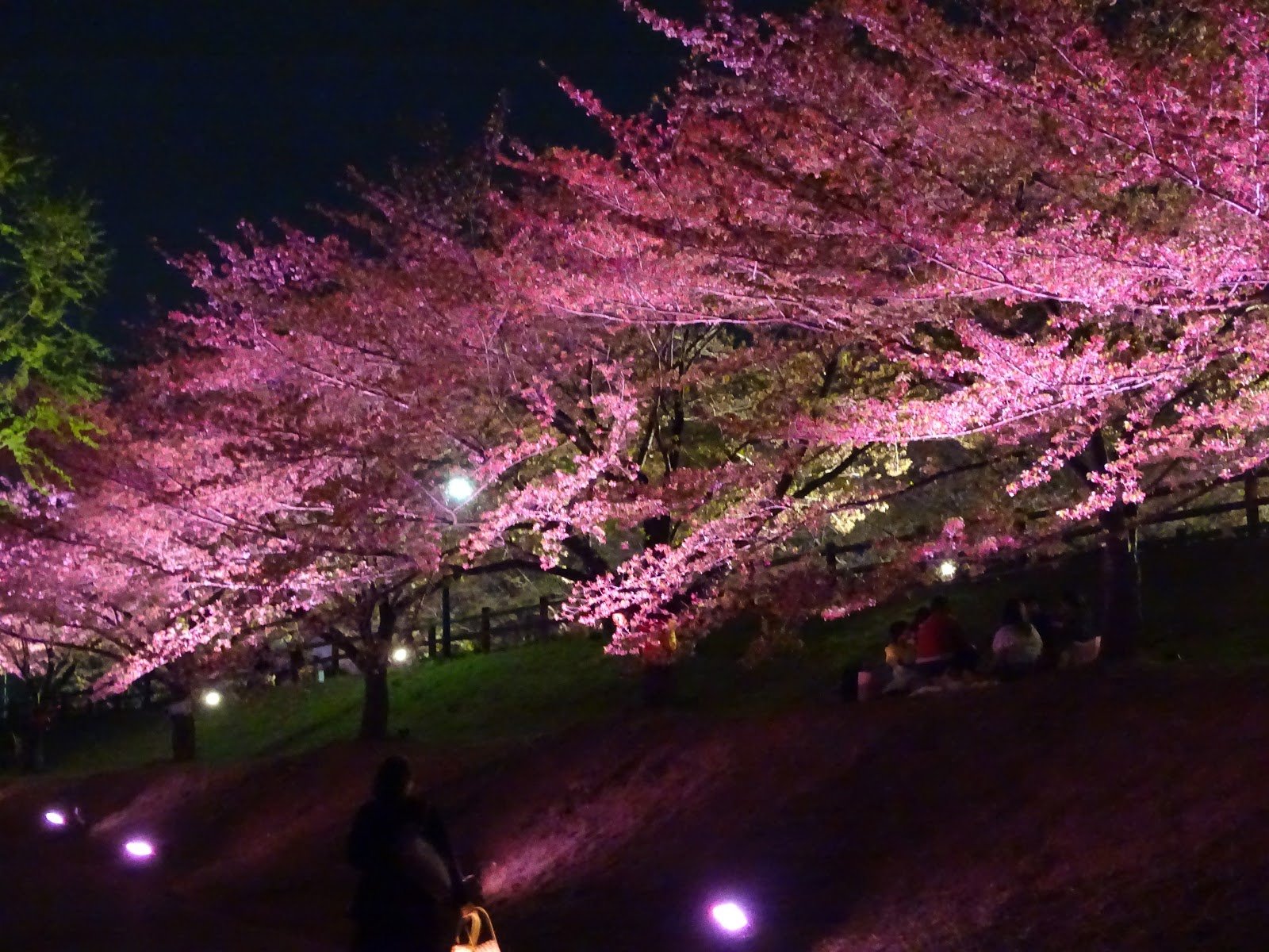 🏞️ 우치아게가와 치수녹지 (우치아게가와치스이료쿠치) 이미지 8